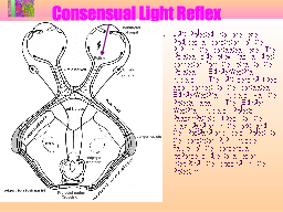 Consensual Light Reflex