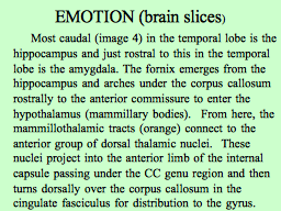 EMOTION (brain slices)