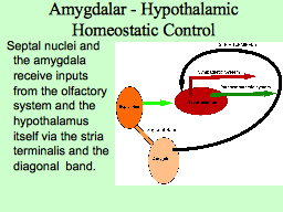Amygdalar - Hypothalamic Homeostatic Control