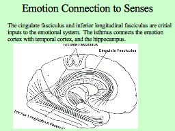Emotion Connection to Senses