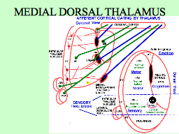MEDIAL DORSAL THALAMUS