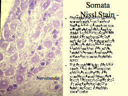 Somata - Nissl Stain -