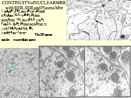 CONTINUITY of NUCLEAR MBR  with RER, SER and Plasma Mbr