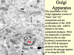 Golgi  Apparatus
