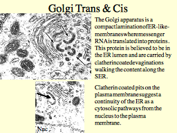 Golgi Trans & Cis
