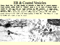 ER & Coated Vesicles