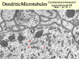 Dendritic Microtubules