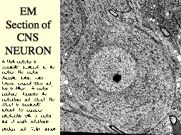 EM Section of CNS NEURON