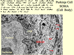Purkinje Cell SOMA (Cell Body)