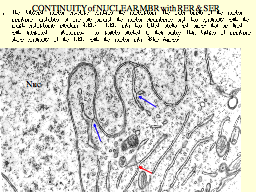 CONTINUITY of NUCLEAR MBR with RER & SER