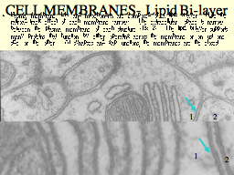 CELL MEMBRANES-  Lipid Bi-layer