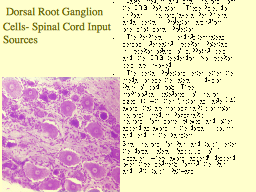  Dorsal Root Ganglion Cells- Spinal Cord Input Sources