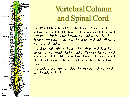 Vertebral Column and Spinal Cord