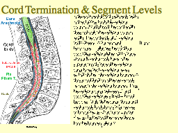 Cord Termination & Segment Levels