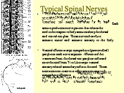 Typical Spinal Nerves
