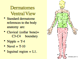 Dermatomes  Ventral View