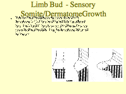 Limb Bud  - Sensory Somite/Dermatome Growth