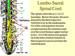 Lumbo-Sacral Spinal Cord