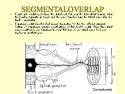 SEGMENTAL OVERLAP