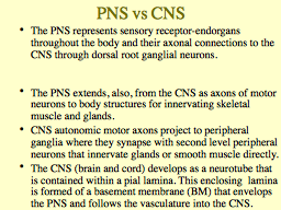 PNS vs CNS