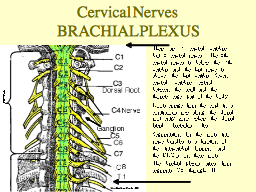 Cervical Nerves BRACHIAL PLEXUS