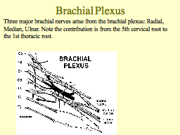 Brachial Plexus