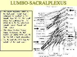 LUMBO-SACRAL PLEXUS