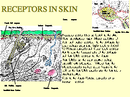 RECEPTORS IN SKIN