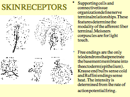SKIN RECEPTORS