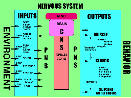 PNS INPUT