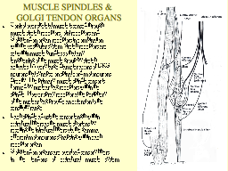 MUSCLE SPINDLES &  GOLGI TENDON ORGANS