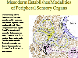 Mesoderm Establishes Modalities of Peripheral Sensory Organs