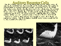 Auditory Receptor Cells