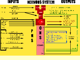 SENSORY IN - MOTOR OUT