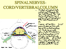 SPINAL NERVES- CORD/VERTEBRAL COLUMN