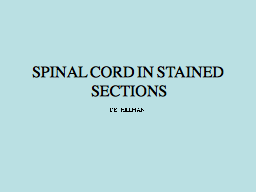 SPINAL CORD IN STAINED SECTIONS