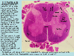 LUMBAR