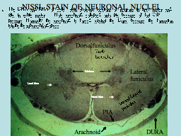 NISSL STAIN OF NEURONAL NUCLEI