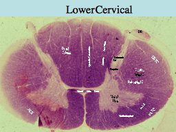 Lower Cervical