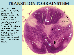 TRANSITION TO BRAINSTEM