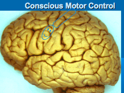 Conscious Motor Control