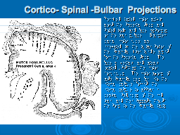  Cortico- Spinal -Bulbar  Projections