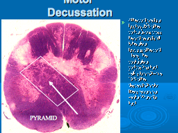 Motor Decussation