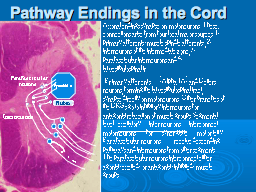 Pathway Endings in the Cord .s