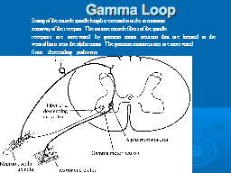 Gamma Loop