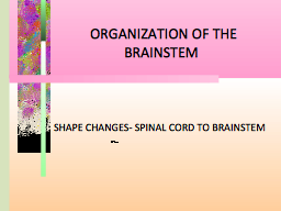   ORGANIZATION OF THE BRAINSTEM  