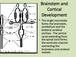 Brainstem and Cortical Development