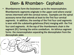 Dien- & Rhomben-  Cephalon