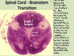 Spinal Cord - Brainstem Transition