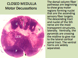   CLOSED MEDULLA  Motor Decussations